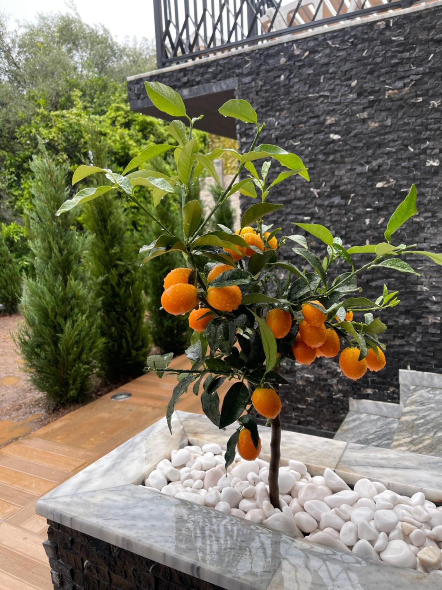Viola Hotel 布德瓦 外观 照片